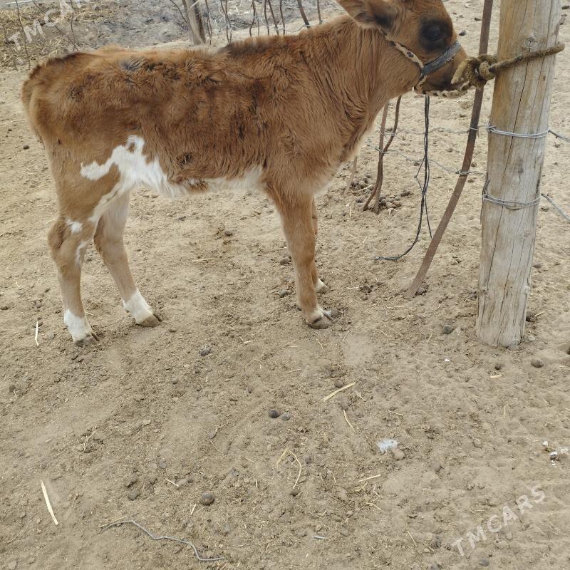 Goleli sygyr - Esenguly - img 2