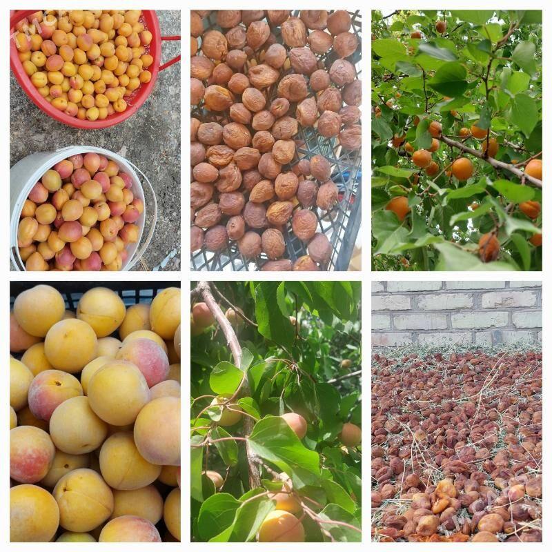 daça - Daşoguz - img 7