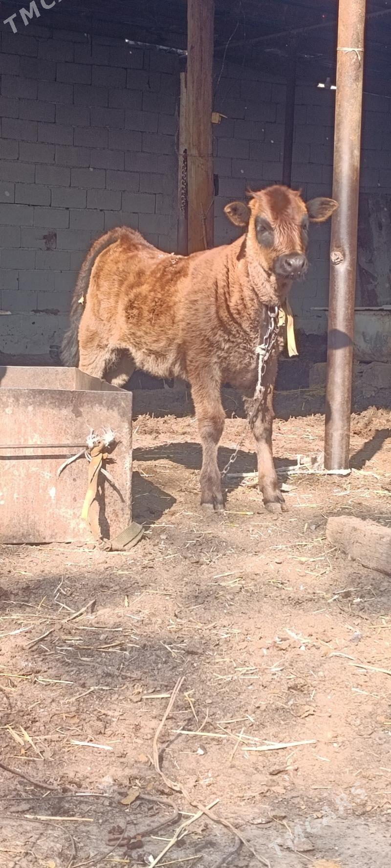 goleli sygyr - Ашхабад - img 2