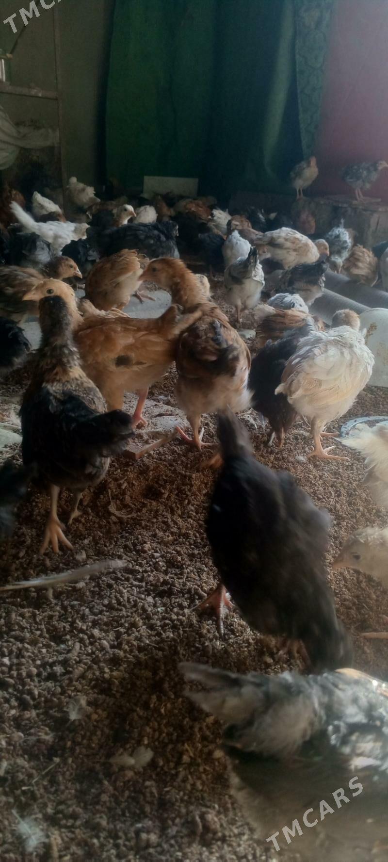 juyje - Мары - img 6