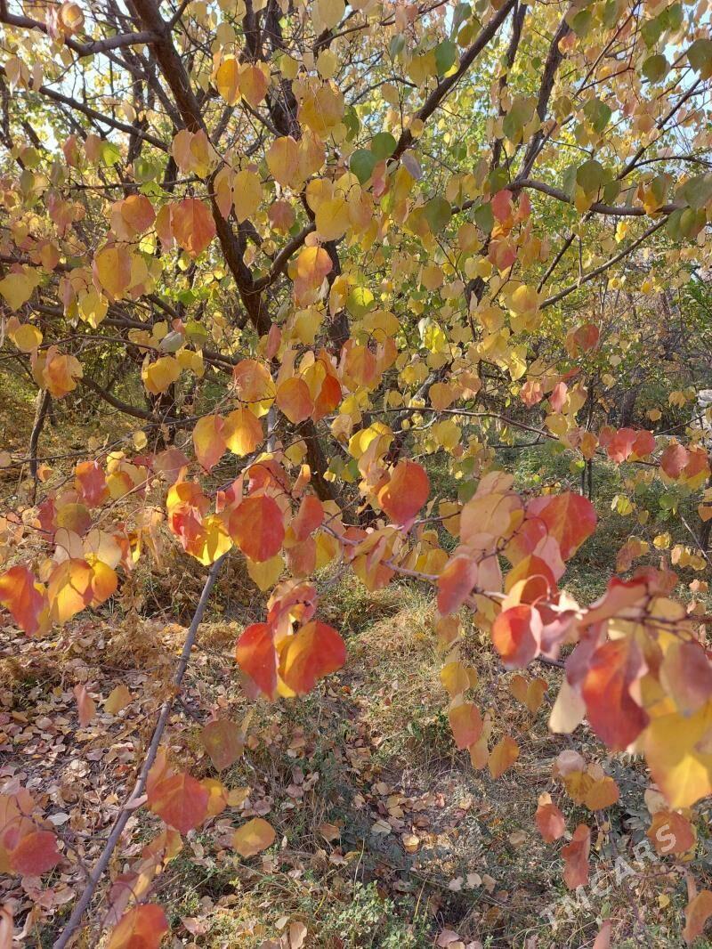 daça - Daşoguz - img 3