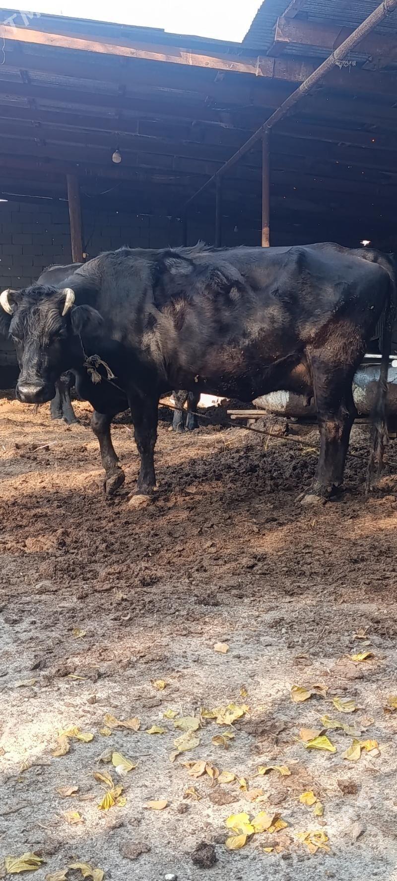 goleli sygyr - Ашхабад - img 5