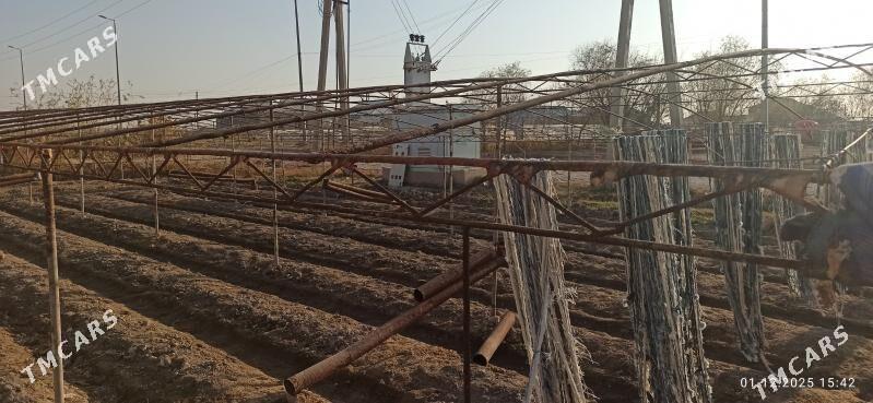 Parnik Teplissa - Murgap - img 6