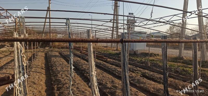 Parnik Teplissa - Murgap - img 3