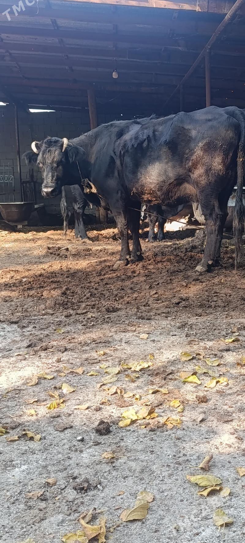 goleli sygyr - Ашхабад - img 4