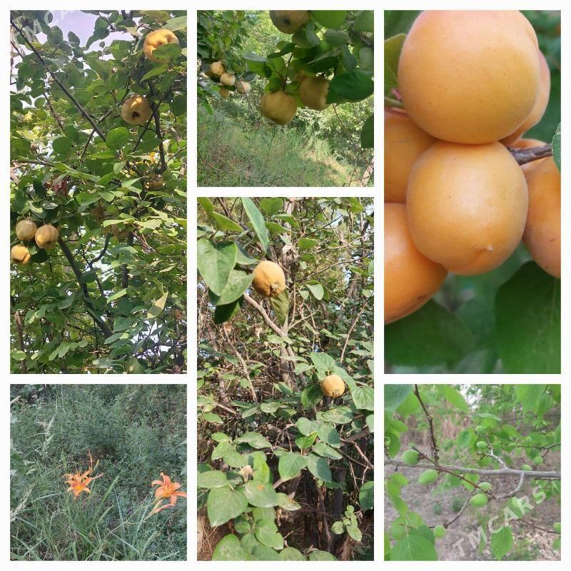 daça - Daşoguz - img 9