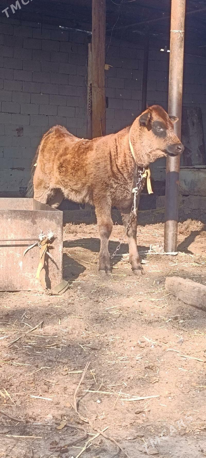 goleli sygyr - Ашхабад - img 3