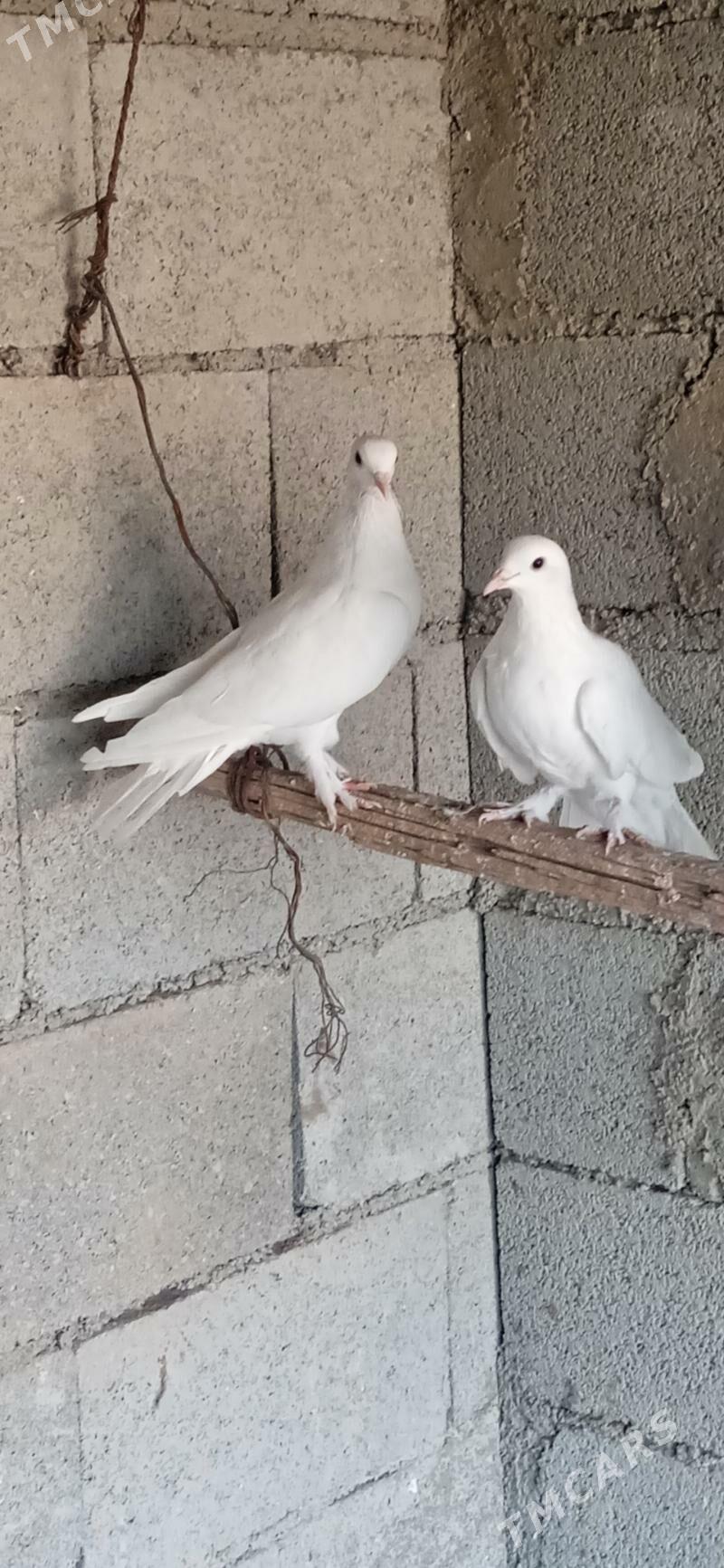 kepderi - Bäherden - img 2