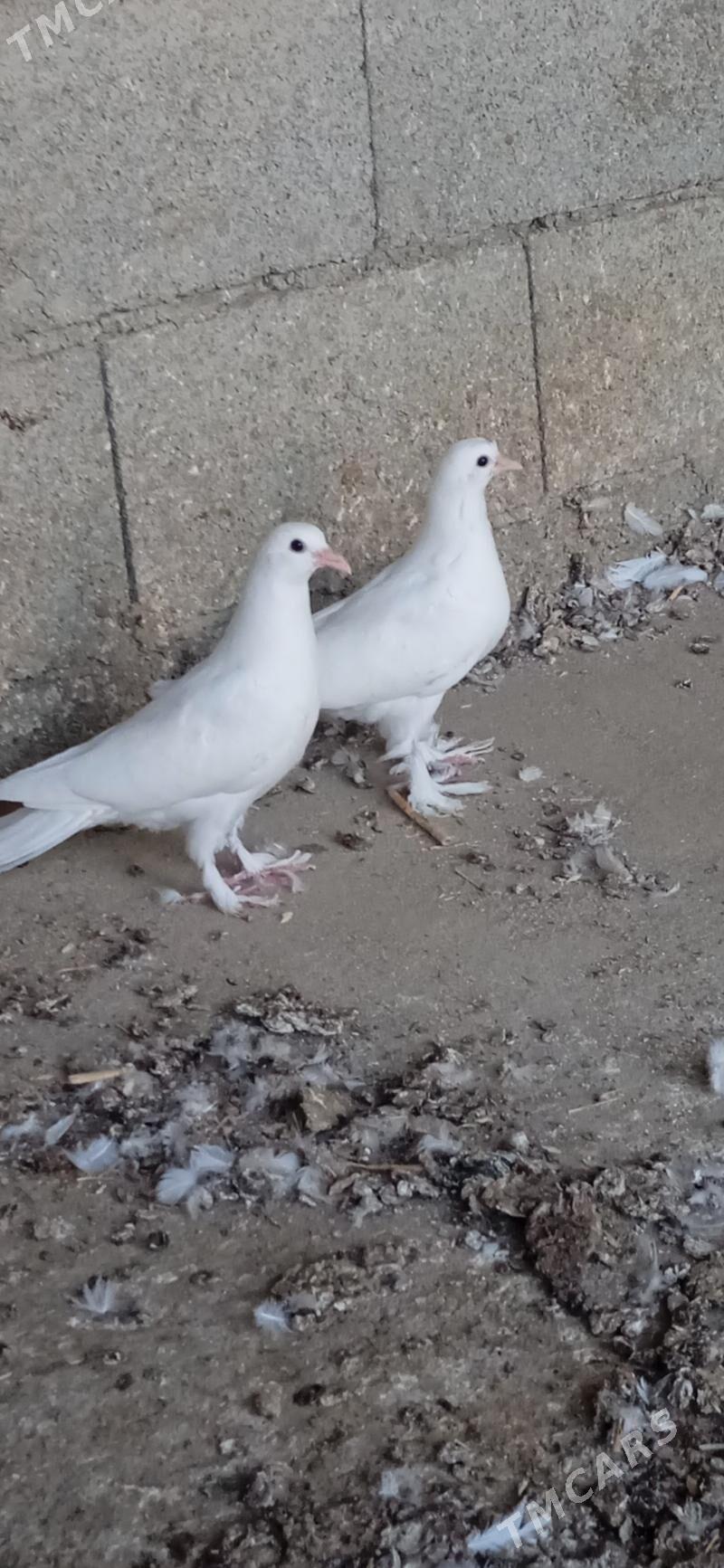 kepderi - Bäherden - img 4