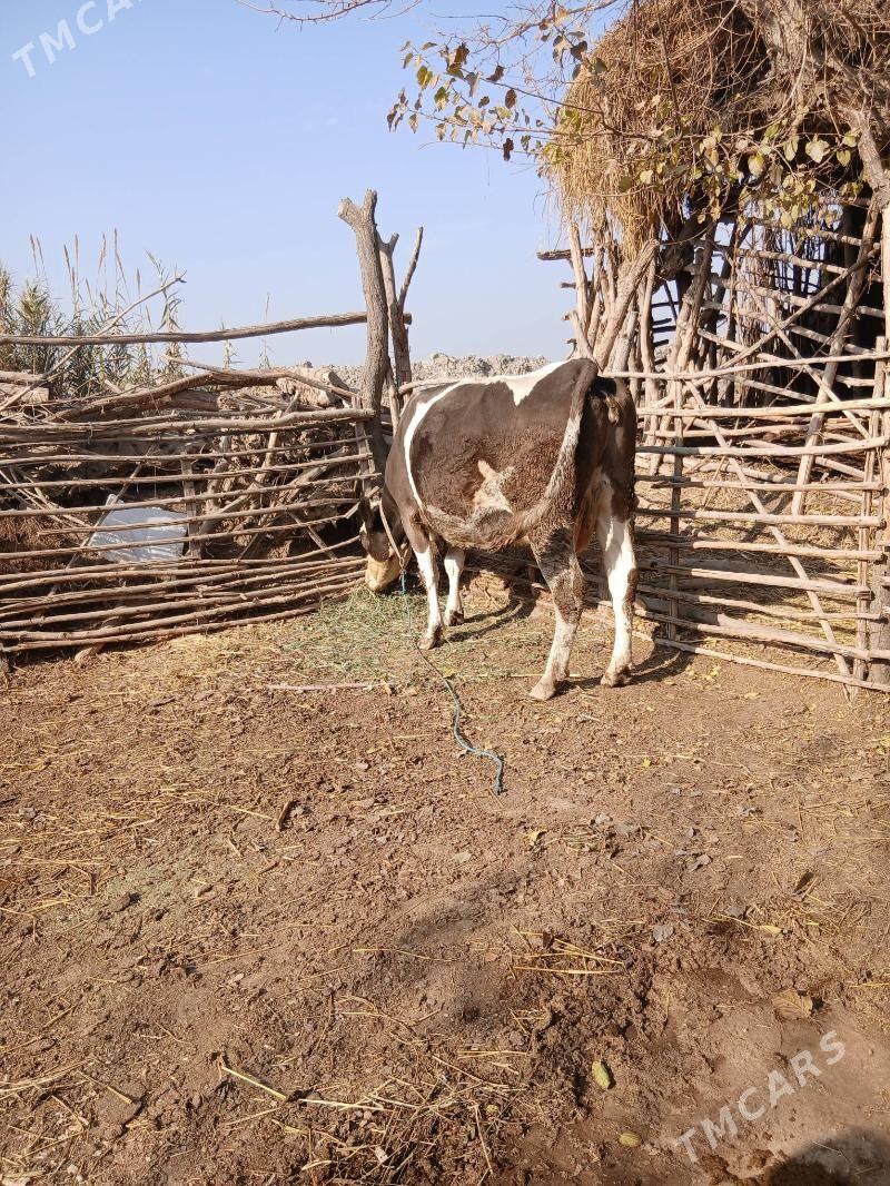 sagynly hemde bogaz 1 aylyk - Halaç - img 5