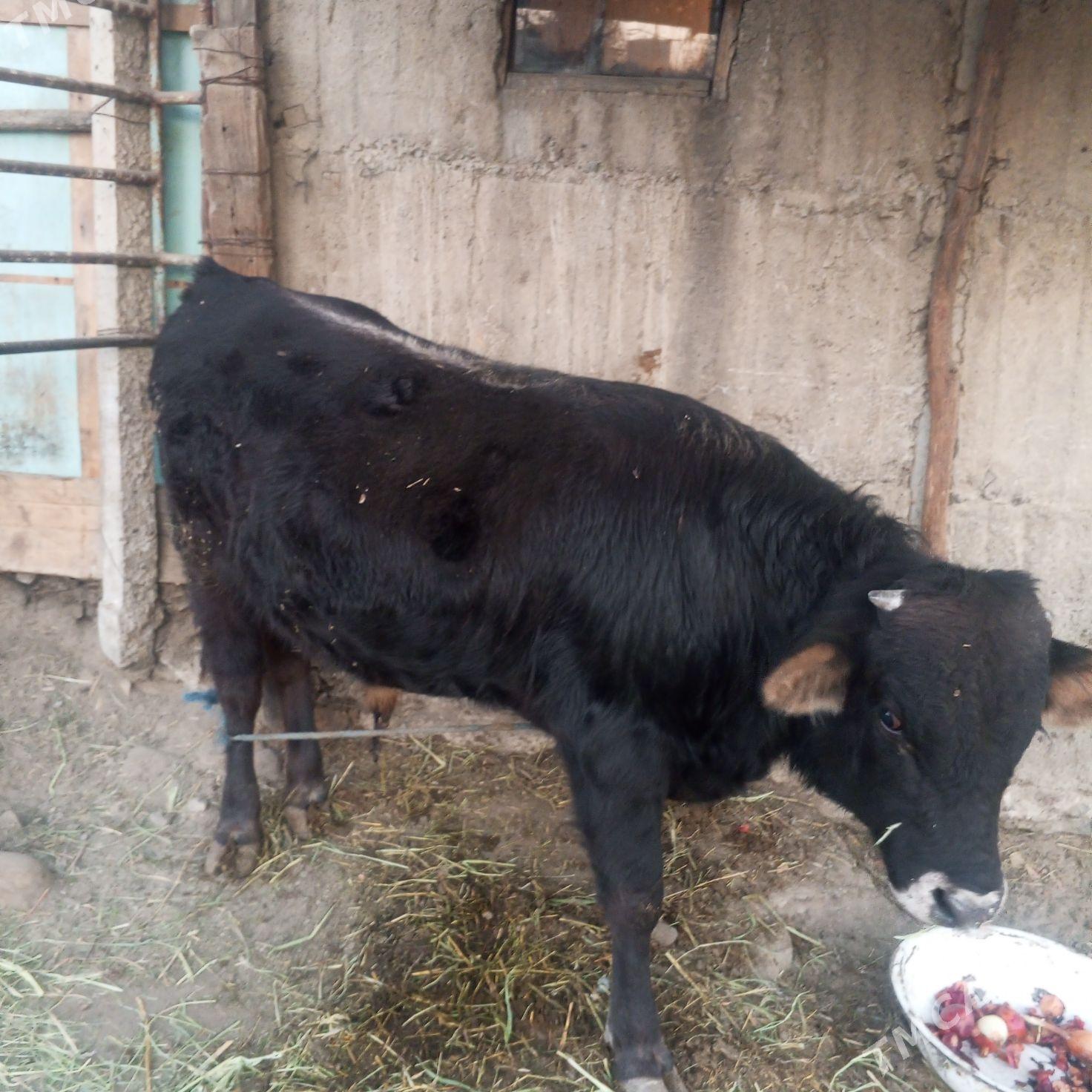 öküz - Gökdepe - img 1