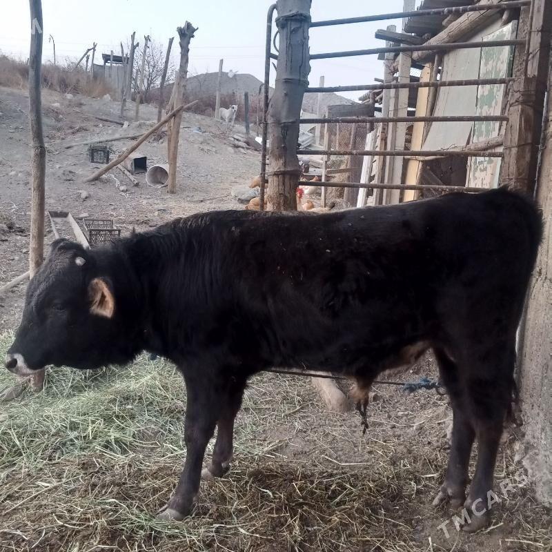 öküz - Gökdepe - img 2