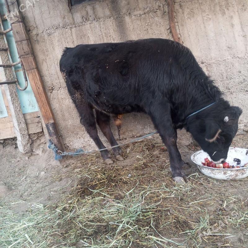 öküz - Gökdepe - img 3