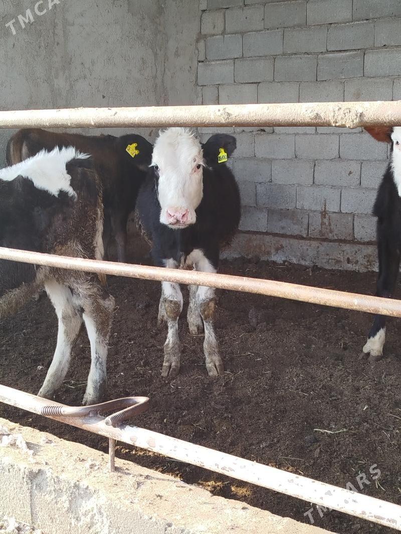 ala tuweler - Багир - img 4