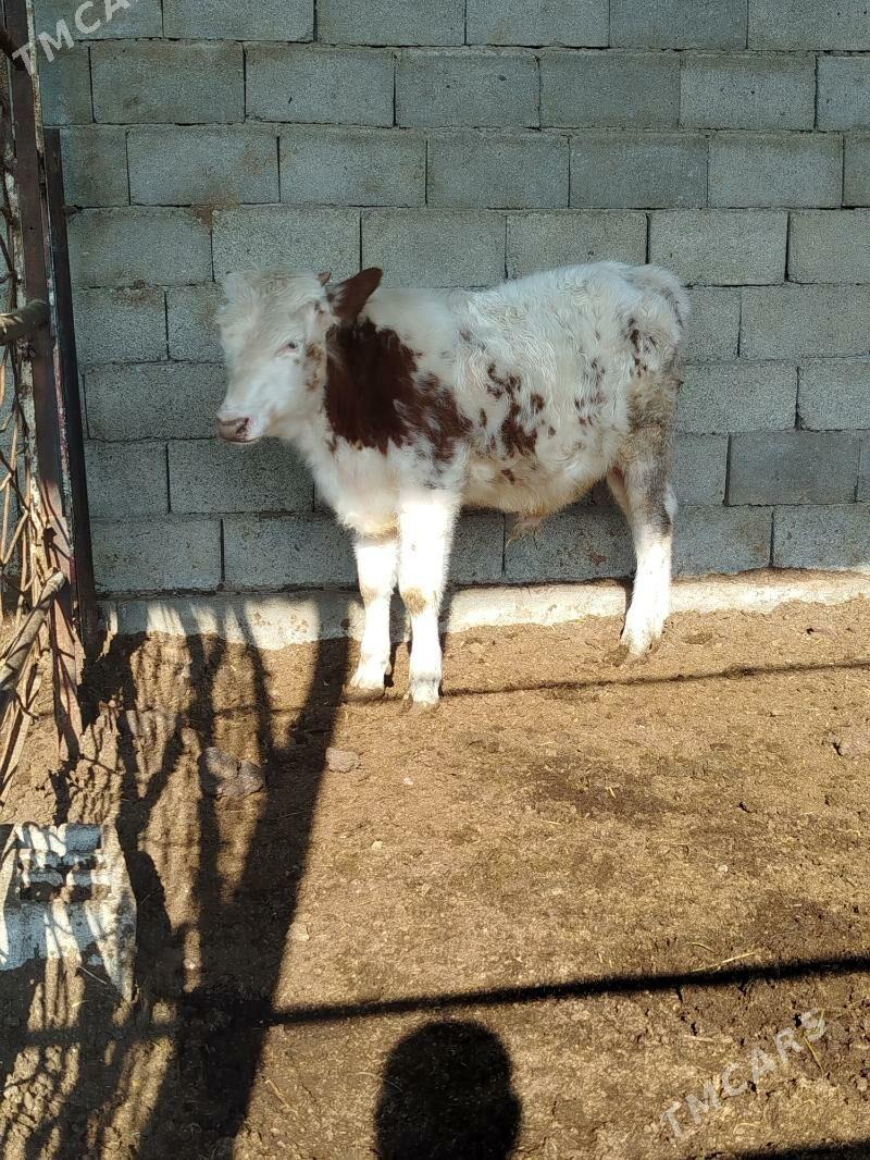 ala tuweler - Багир - img 1