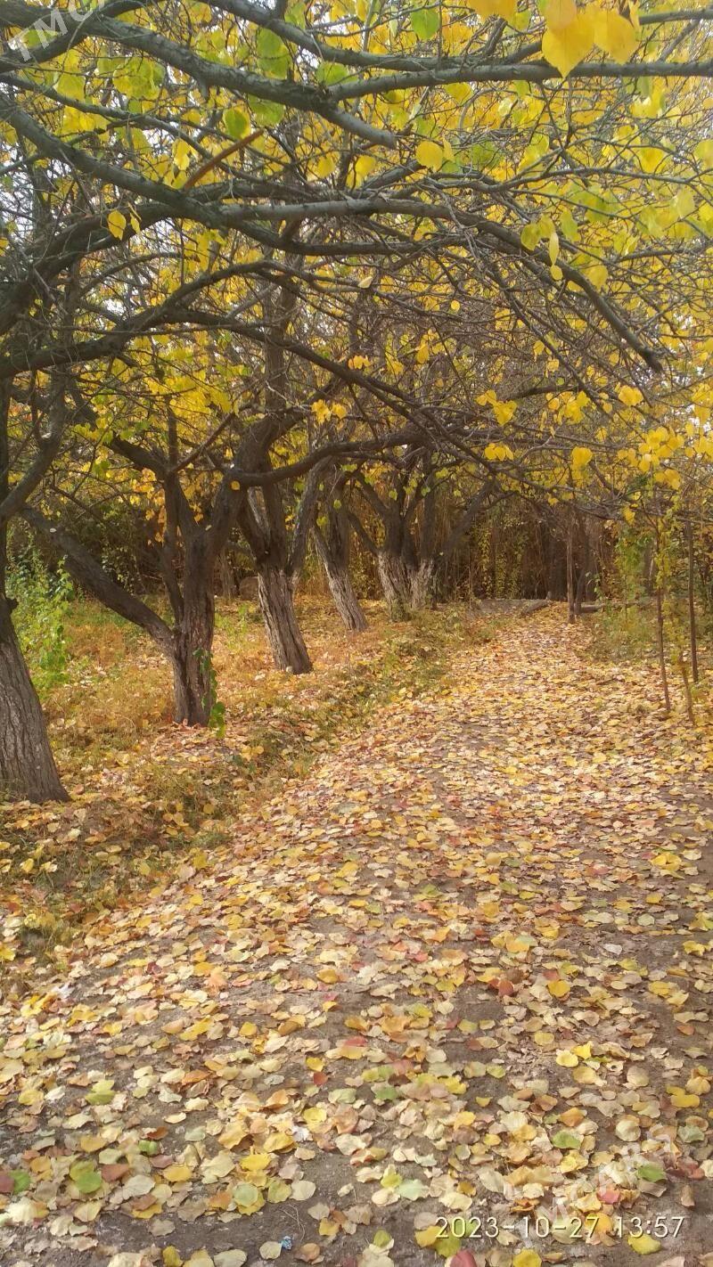 daça - Daşoguz - img 4