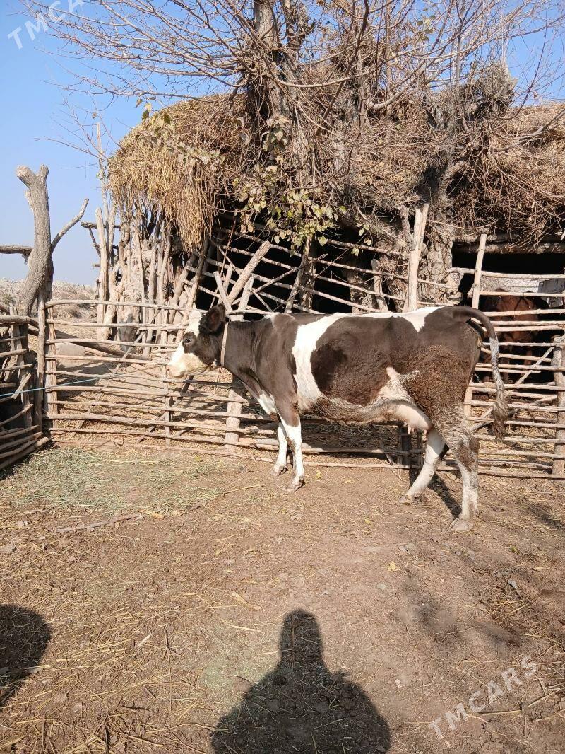 sagynly hemde bogaz 1 aylyk - Halaç - img 2