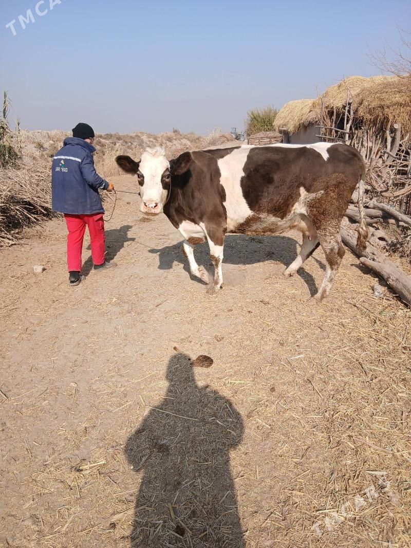 sagynly hemde bogaz 1 aylyk - Halaç - img 1