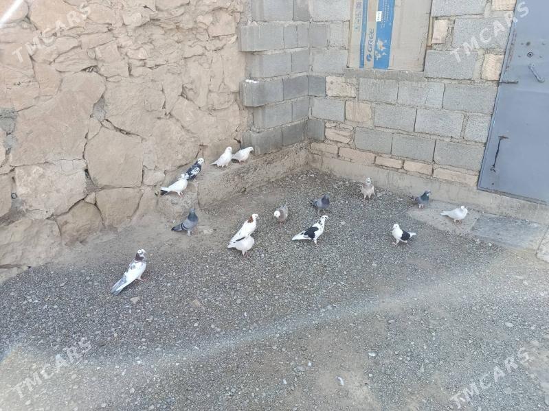 kepderi - Gyzylarbat - img 3