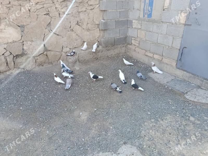 kepderi - Gyzylarbat - img 5