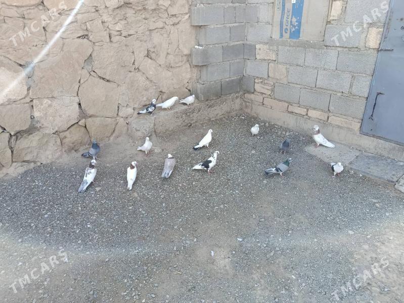 kepderi - Gyzylarbat - img 4