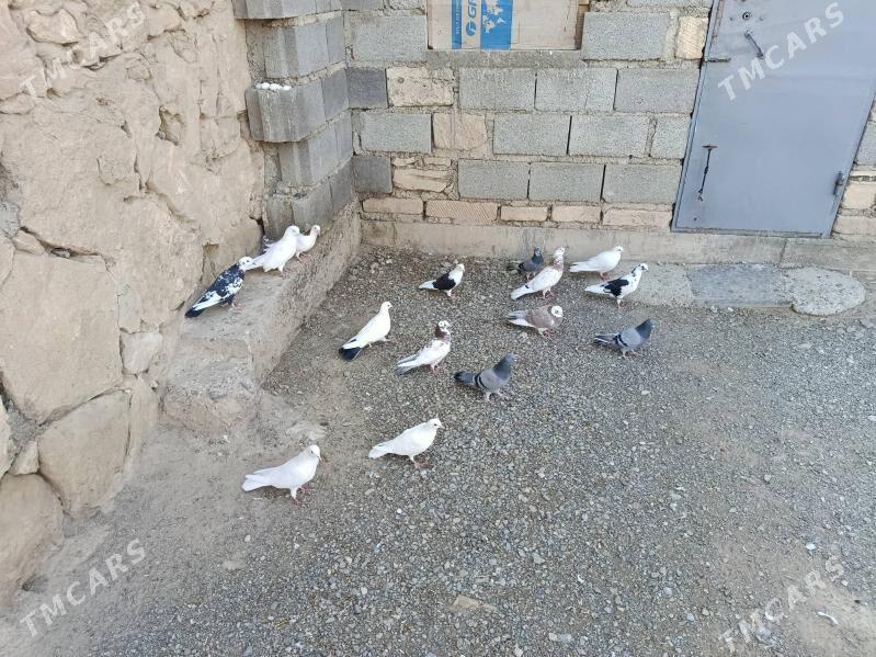 kepderi - Gyzylarbat - img 1