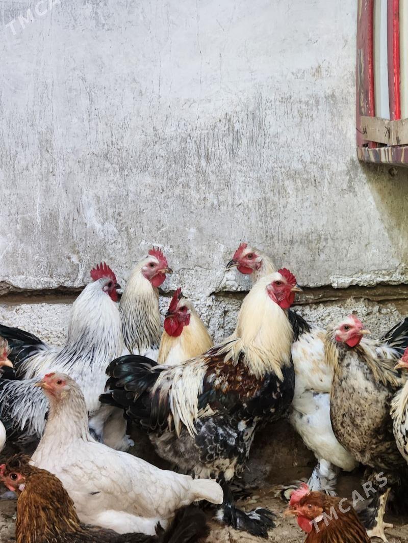 balgar - Хитровка - img 1