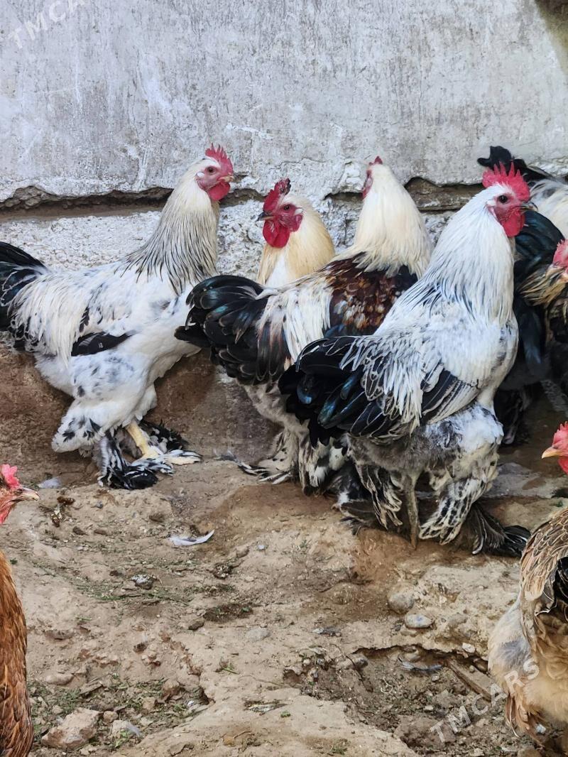 balgar - Хитровка - img 3