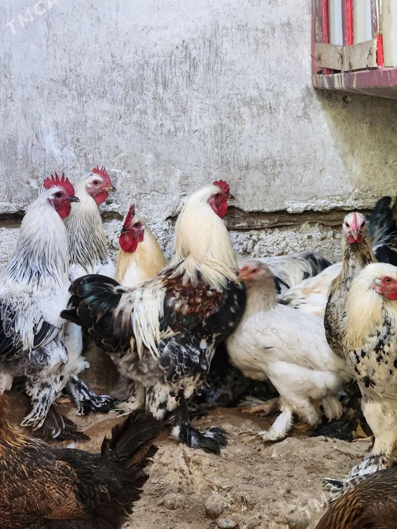 balgar - Хитровка - img 2