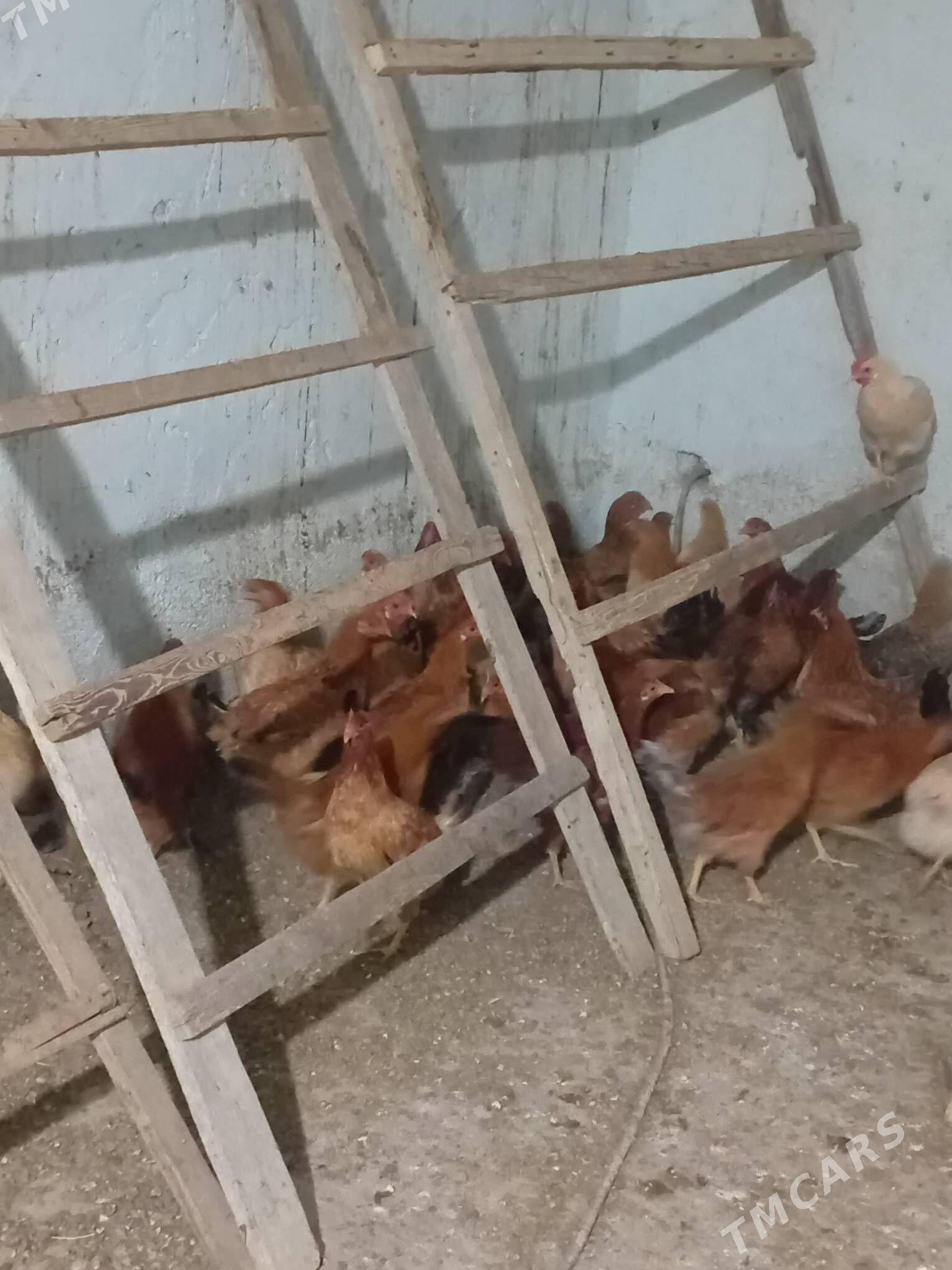 towuk - Bereket - img 2