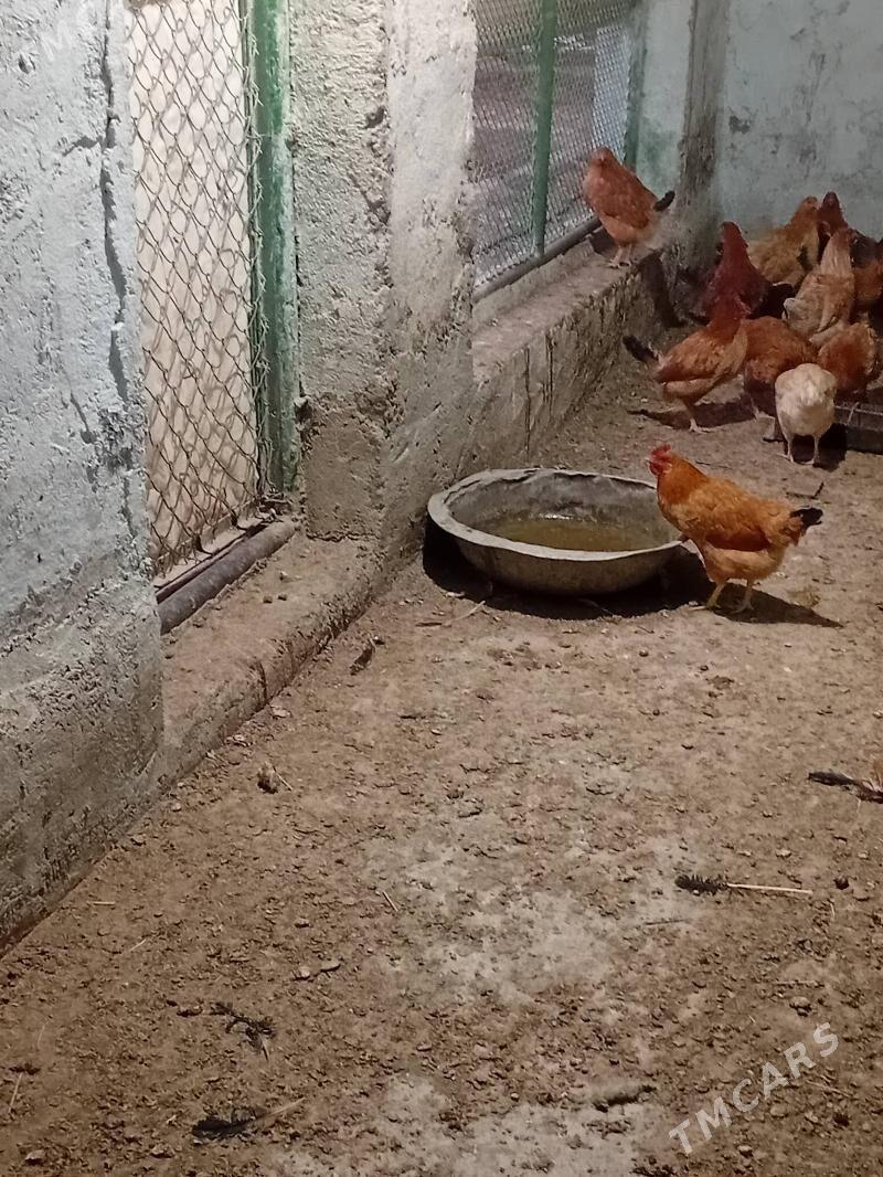 towuk - Bereket - img 3