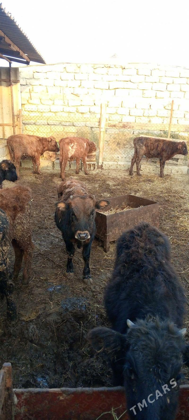 öküz 9sany - Гёкдепе - img 6