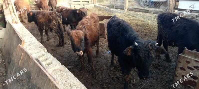 öküz 9sany - Гёкдепе - img 4