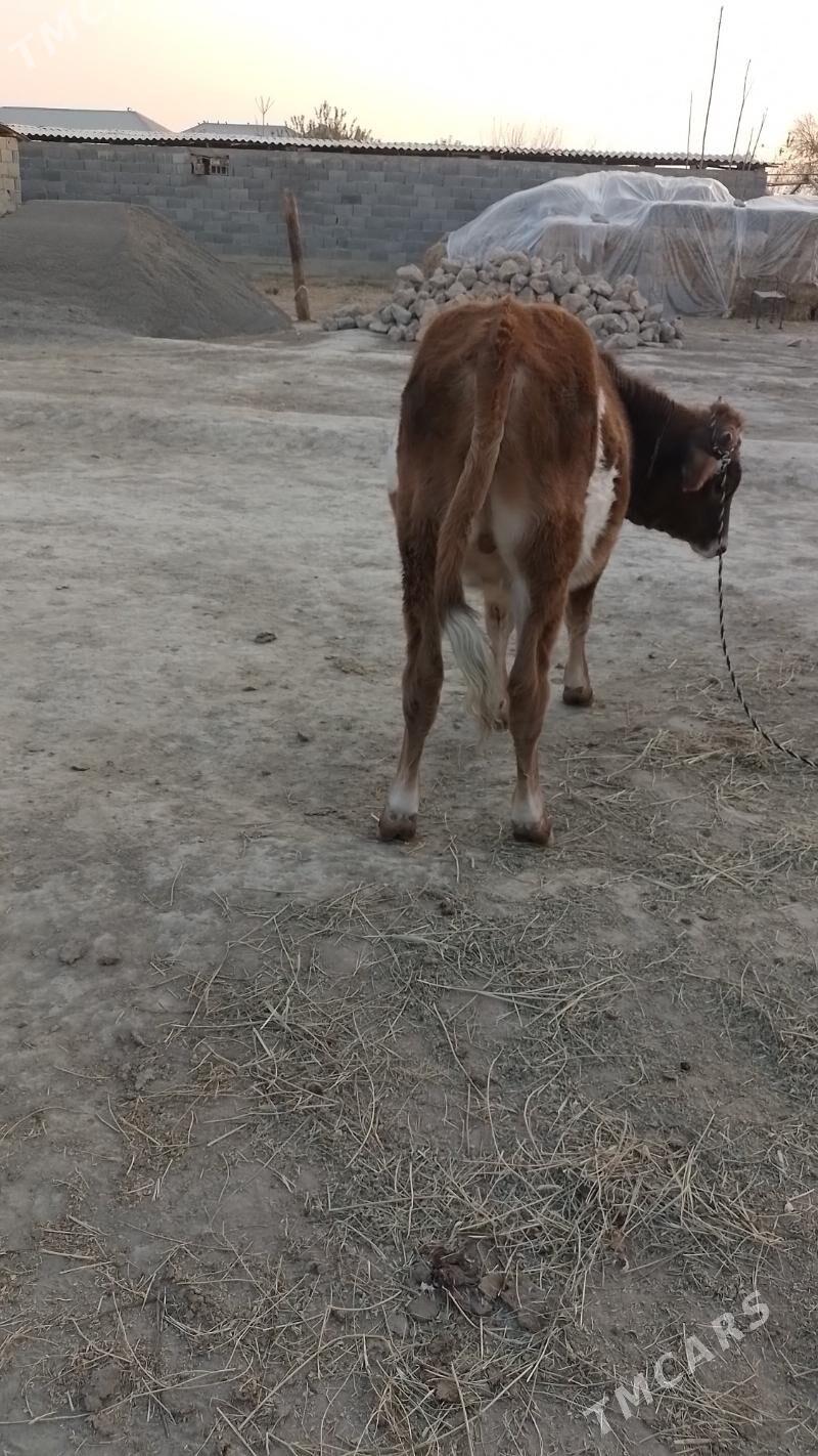 Ukuze - Gökdepe - img 3