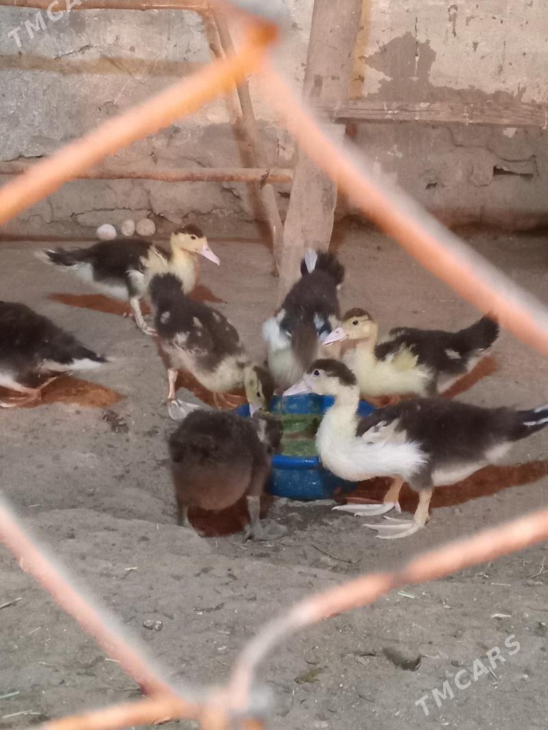 ordek - Mary - img 2