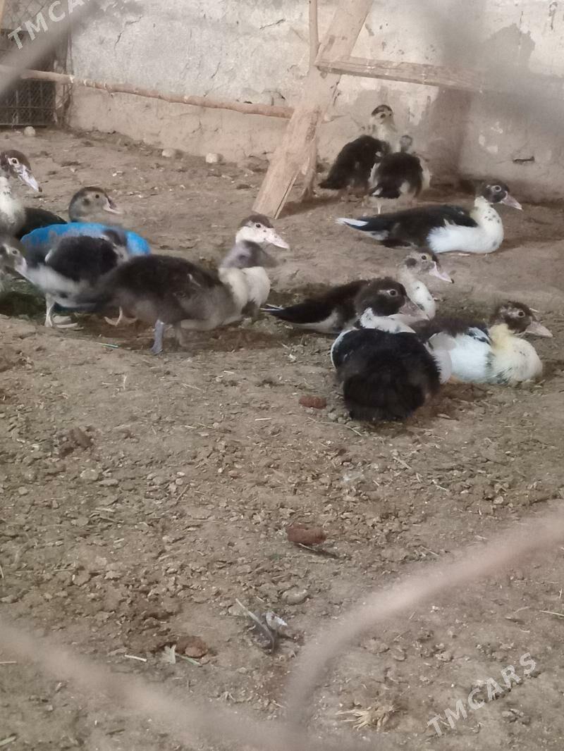 ordek - Mary - img 4