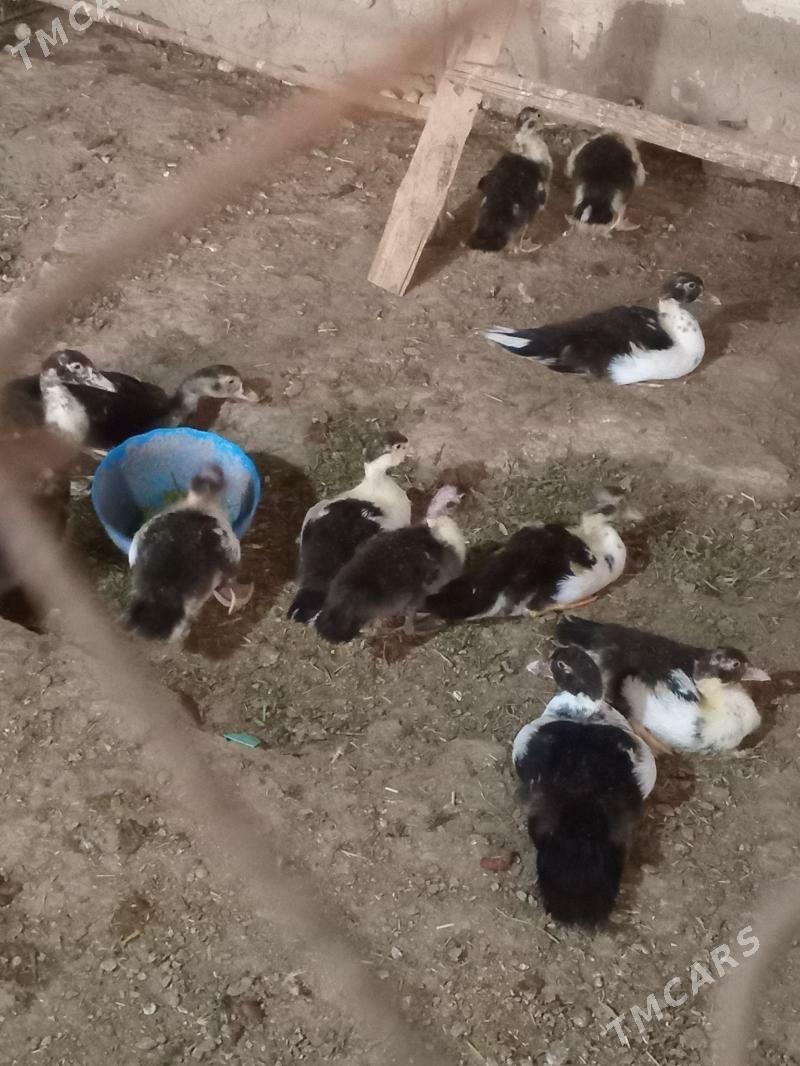 ordek - Mary - img 3