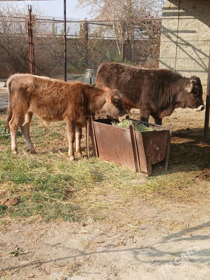 Öküz 2 sany - Bäherden - img 2