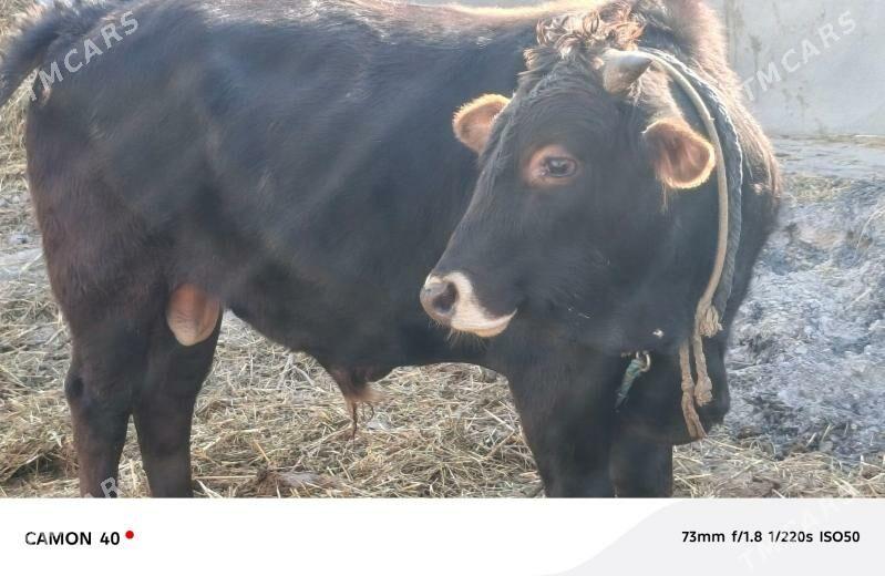 öküz - Гёкдепе - img 3