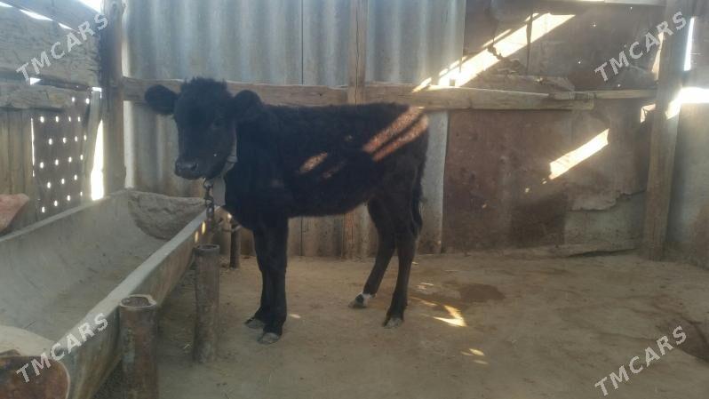 Göle tohum - Gyzylarbat - img 2