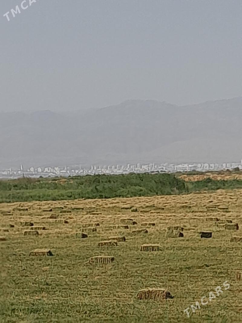 Yorunja - Aşgabat - img 4