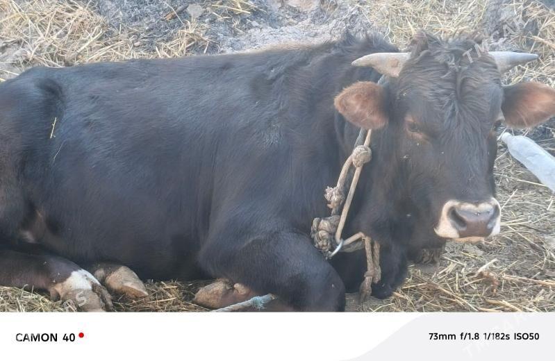 öküz - Гёкдепе - img 2