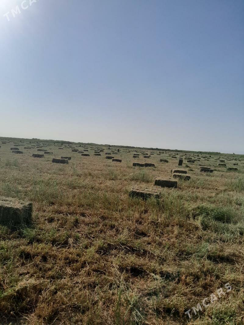 Yorunja - Aşgabat - img 3