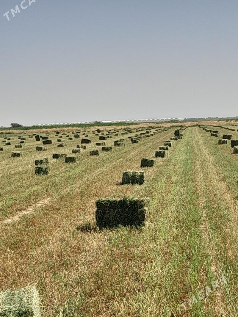 Yorunja - Aşgabat - img 6