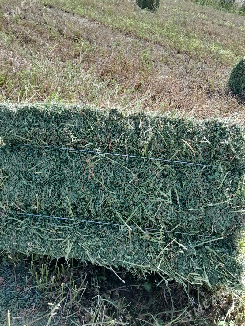 Yorunja - Aşgabat - img 7