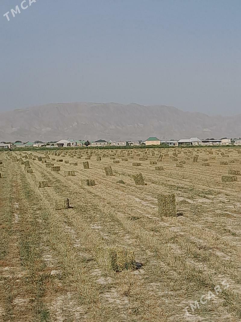 Yorunja - Aşgabat - img 5