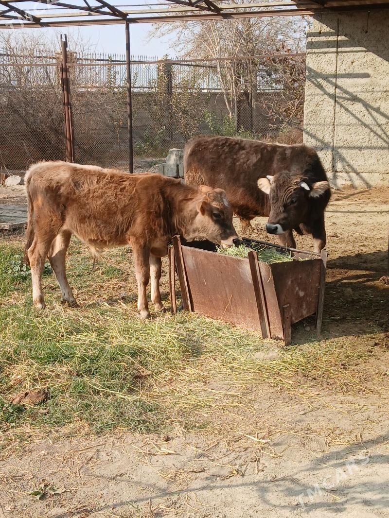 Öküz 2 sany - Bäherden - img 3