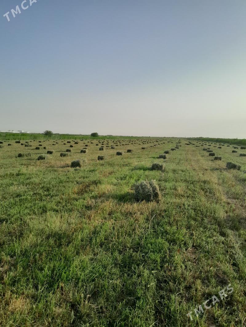 Yorunja - Aşgabat - img 8