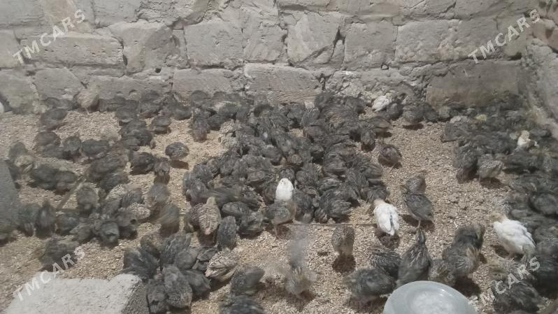 Bedene juje - Бедев - img 2