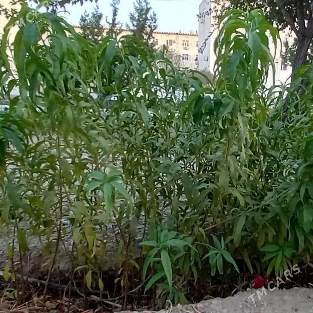 саженцы şitil. nahal - Balkanabat - img 2